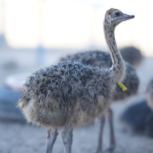 One-month-old ostrich chicken