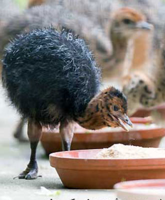 Ostrich feed